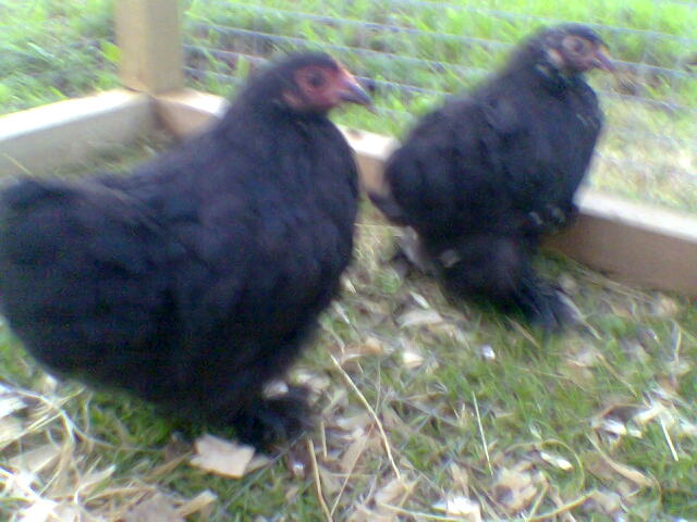 Bantams