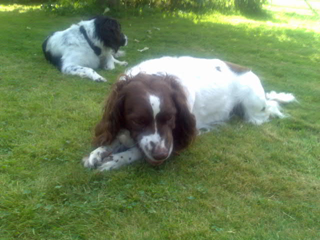 Jasper and Jerry