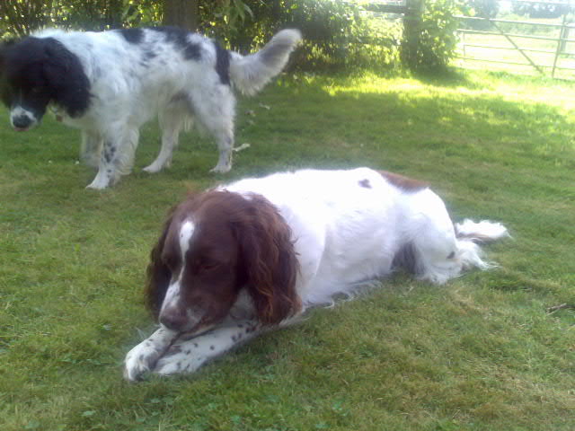 Jasper and Jerry