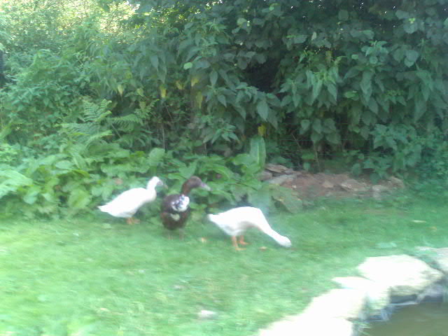 Ducks