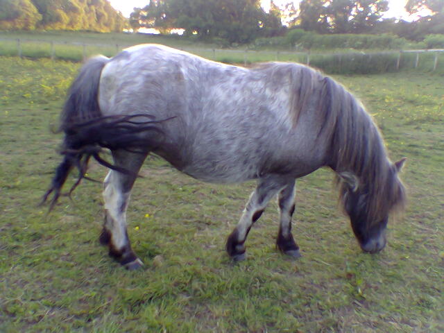 Holly