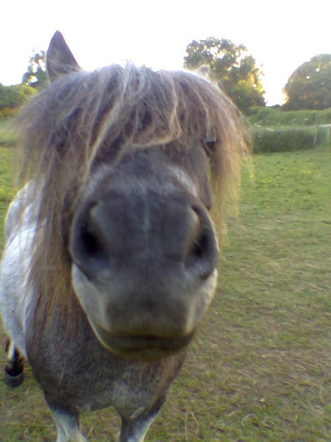 Holly  again