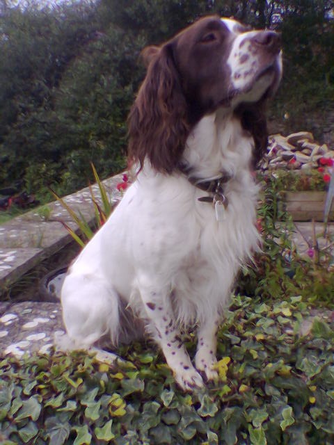 Jasper