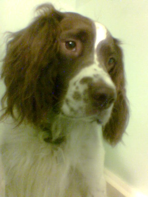 Jasper